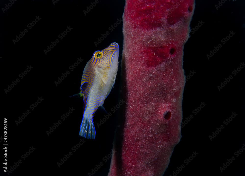 Sub-adult sharpnose puffer, Canthigaster rostrata, Utilla Island, Bay Islands, Honduras