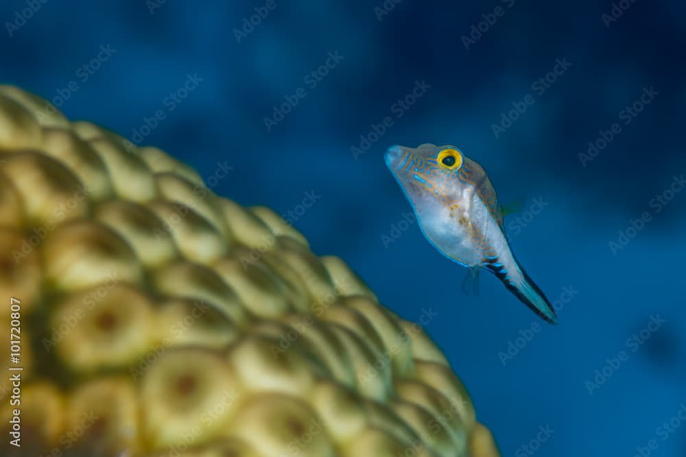 Sharpnose puffer swimming over star coral