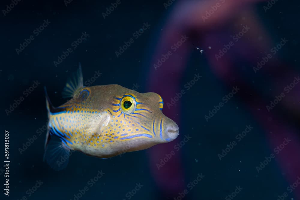 Sharpnose puffer swimming in the reef