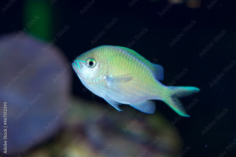 Blue Green Chromis, Chromis viridis, a popular and peaceful aquarium fish from the Indo-Pacific Oceans