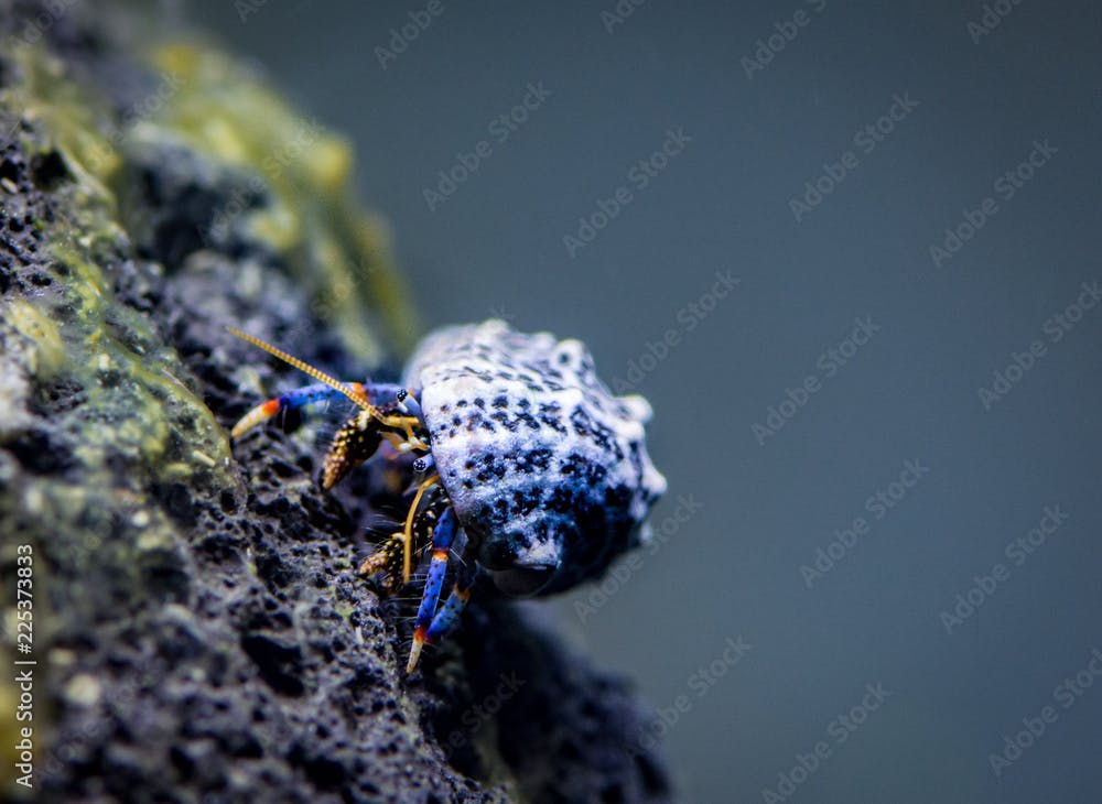 Clibanarius tricolor, hermit crab	