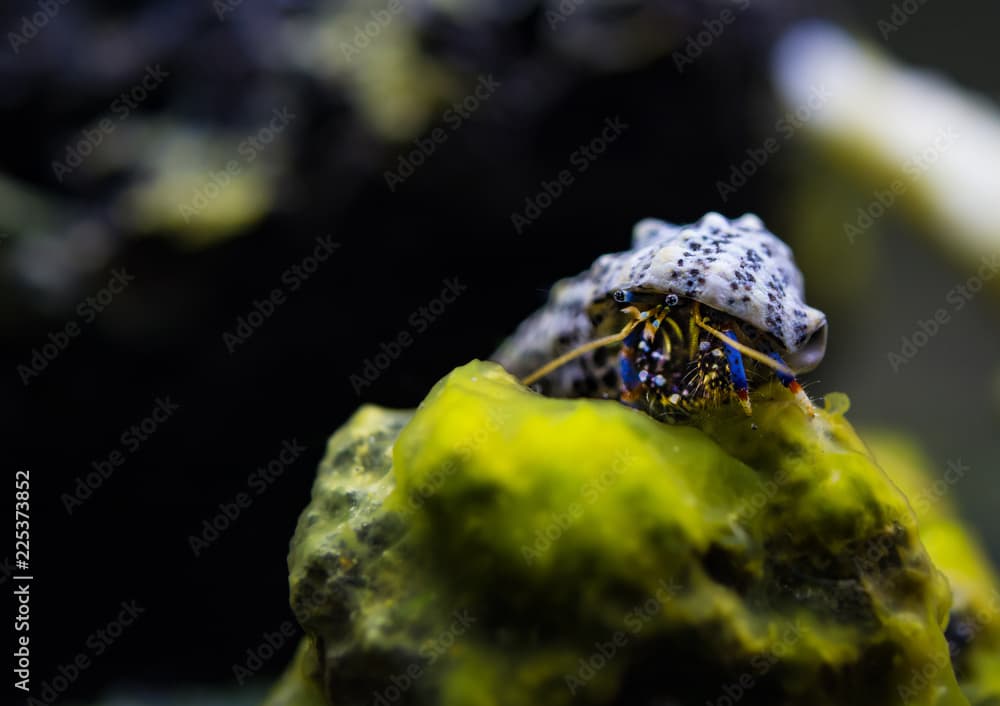 Clibanarius tricolor, hermit crab