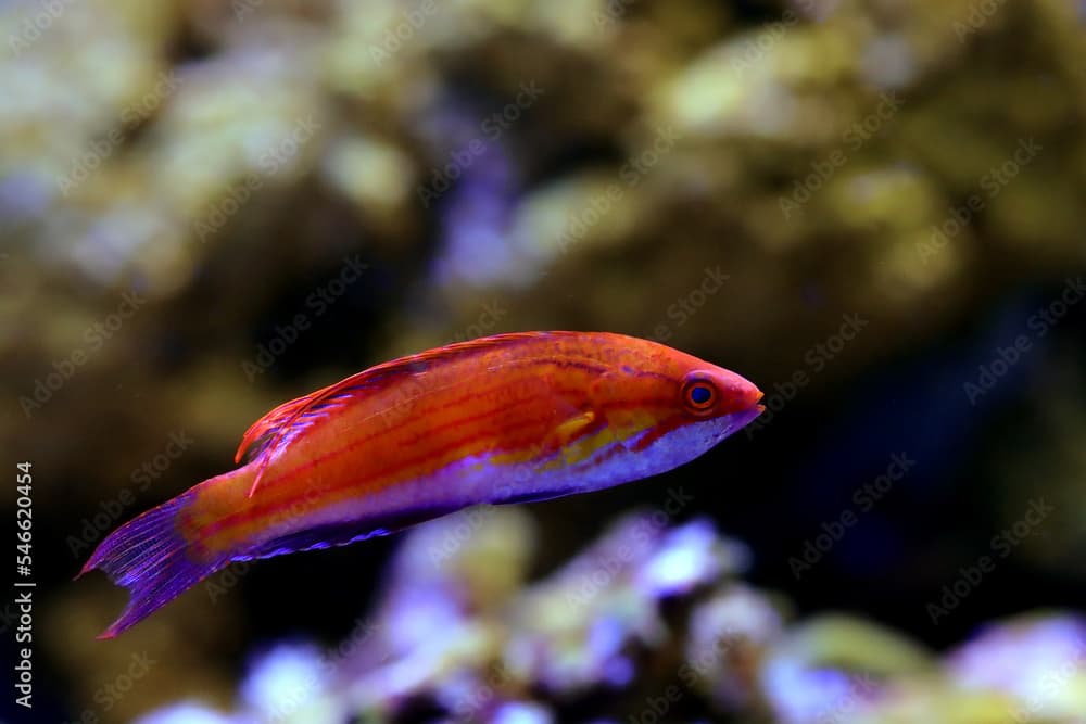 Carpenter's Flasher Wrasse - (Paracheilinus carpenteri) 