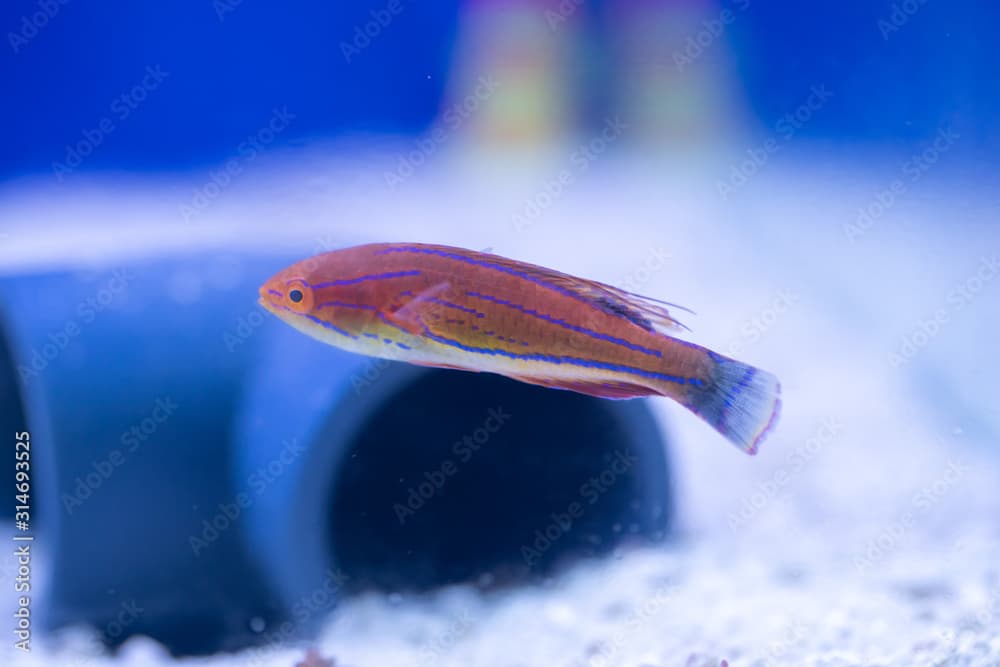 Carpenter's Flasher Wrasse..(Paracheilinus carpenteri