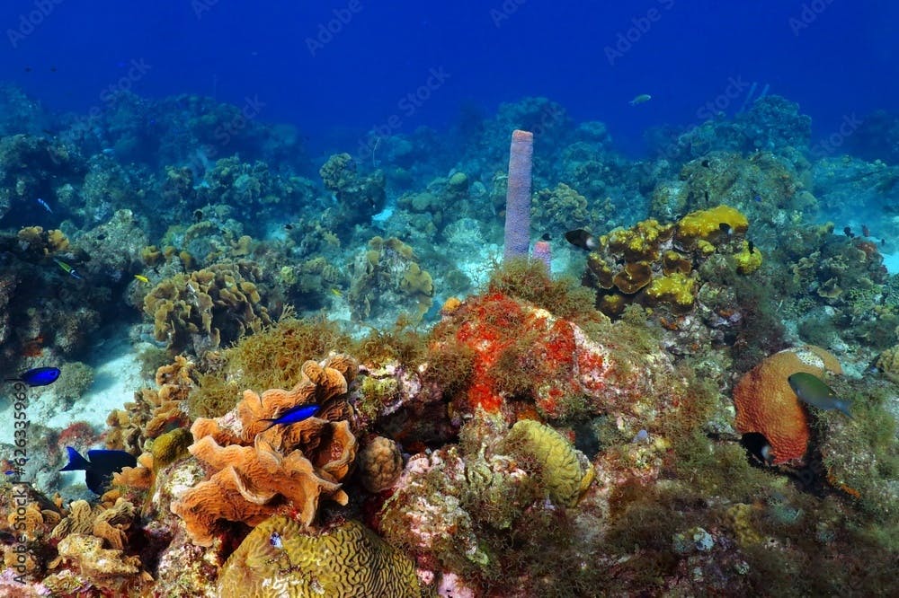 Corals and fish in the tropical ocean, underwater seascape.  Colorful healthy tropical reef with sponge and swimming fish. Vivid photo from scuba diving with the marine life.