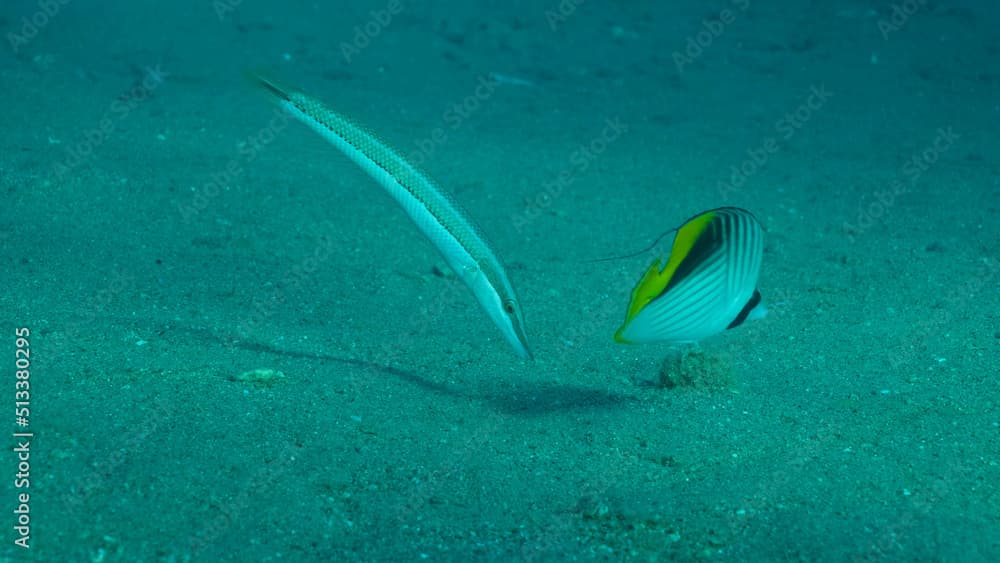 Butterfly fish with Wrasse fish feeds on the sandy bottom. Cross Stripe Butterfly (Chaetodon auriga) and Cigar Wrasse (Cheilio inermis), Red sea, Egypt