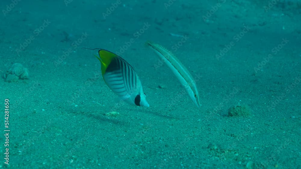 Butterfly fish with Wrasse fish feeds on the sandy bottom. Cross Stripe Butterfly (Chaetodon auriga) and Cigar Wrasse (Cheilio inermis), Red sea, Egypt