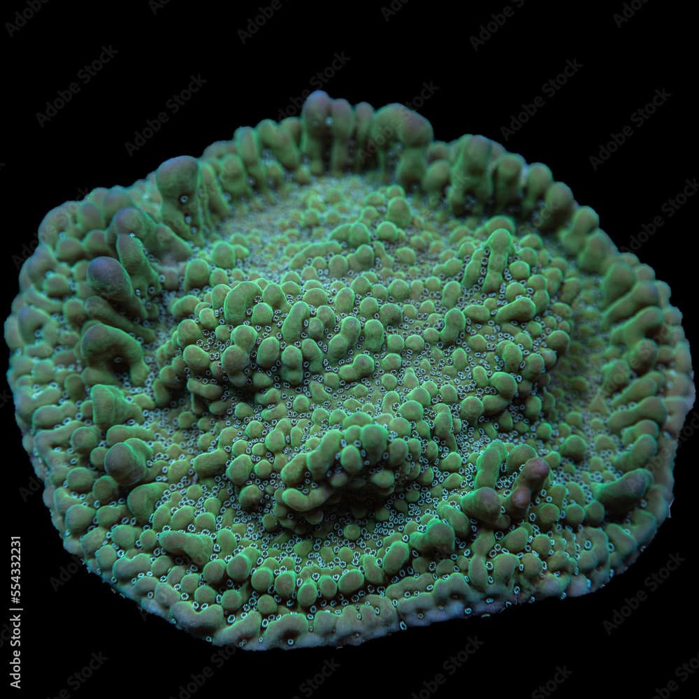 Green montipora coral