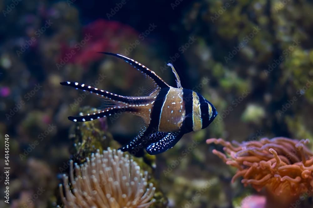 Banggai cardinalfish swim in water current, soft corals, healthy, active animal in nano reef marine aquarium, easy to keep popular pet in LED actinic blue low light good for beginner, shallow dof
