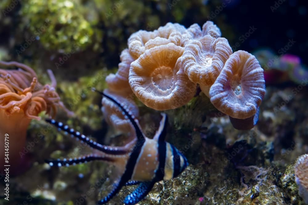 trumpet coral colony and blurred Banggai cardinalfish swim in water current, active animal in reef marine aquarium, easy to keep popular pet in LED actinic blue low light for beginner, shallow dof