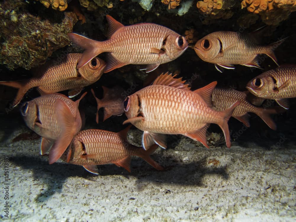 scarlet soldierfish