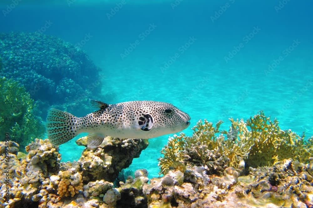 Blue tropical ocean with coral reef. White spotted venomous fish - Pufferfish (Stellate puffer, Arothron stellatus). Snorkeling with marine life. Aquatic wildlife, underwater photography.