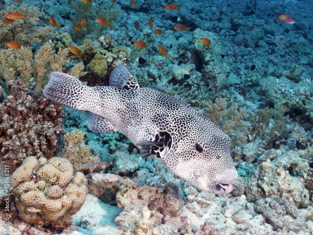 Coral fish Starry paffer