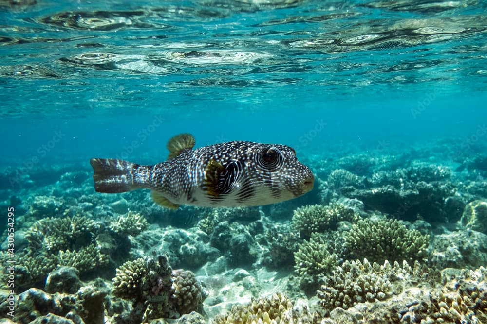 Pufferfish on a coral reef in the Red Sea