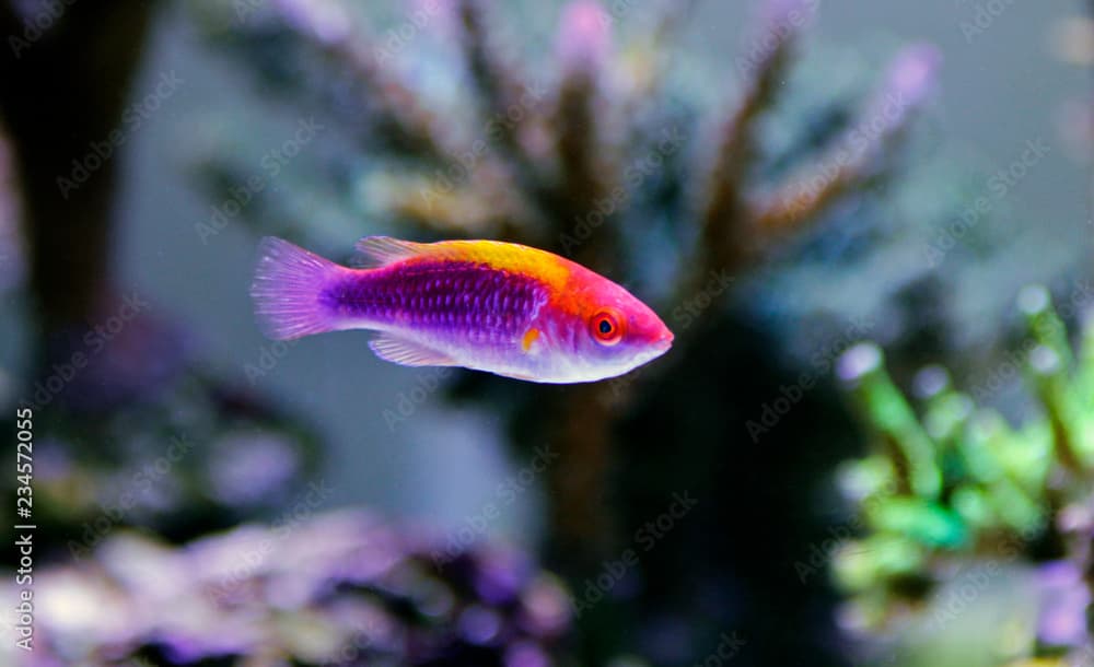 Multicolor Lubbock Fairy Wrasse - (Cirrhilabrus lubbocki) 