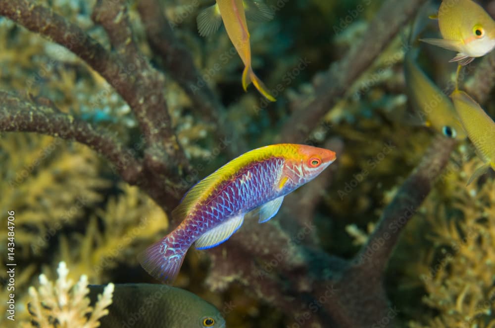 Orangeback wrasse, Cirrhilabrus lubbocki,  Raja Ampat Indonesia