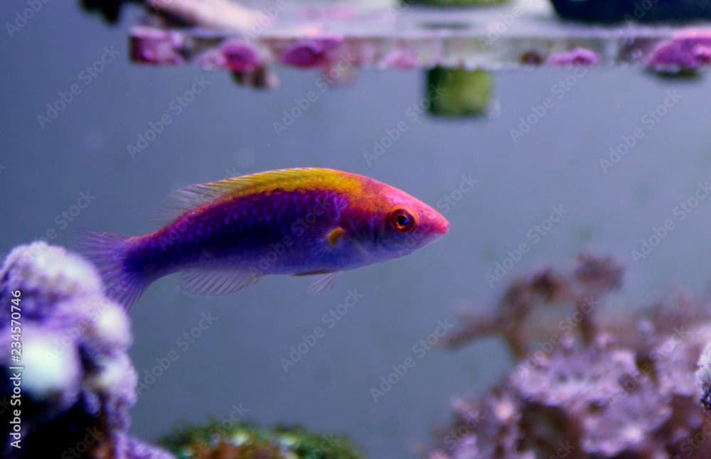 Multicolor Lubbock Fairy Wrasse - (Cirrhilabrus lubbocki) 