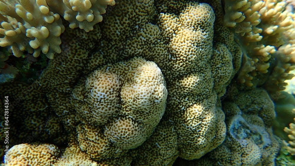 Hard coral pore coral (Montipora venosa) undersea, Red Sea, Egypt, Sharm El Sheikh, Nabq Bay