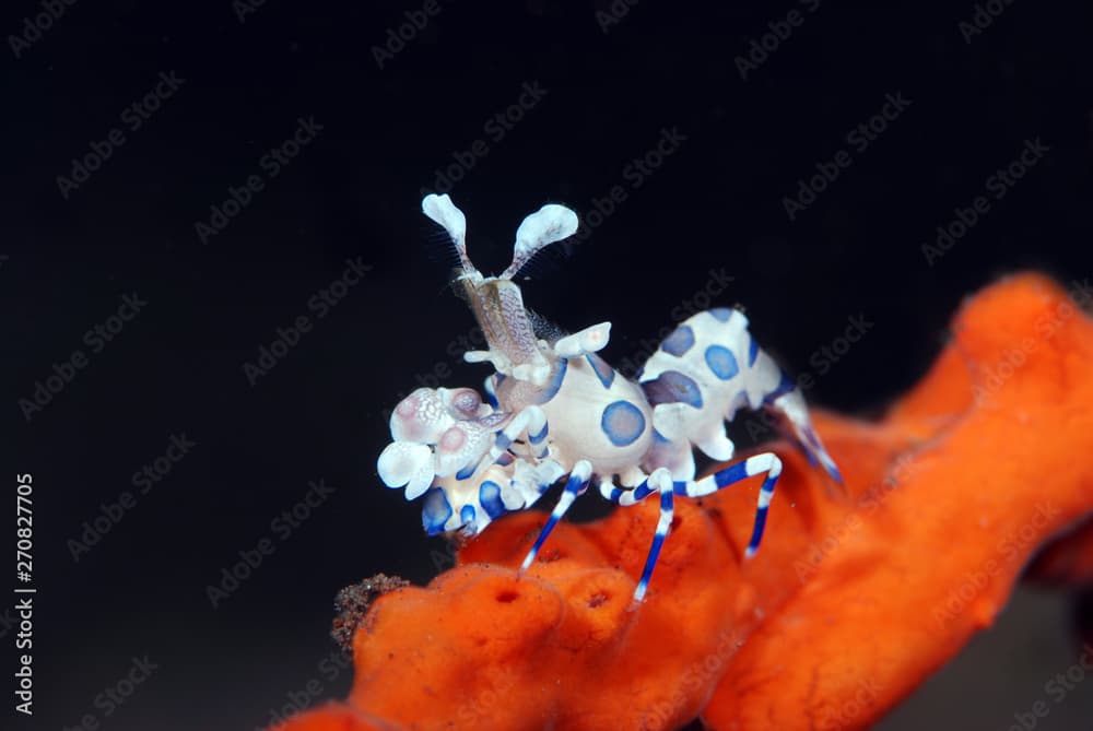 Incredible underwater world - Hymenocera picta - Harlequin shrimp. Eating/feeding starfish. Underwater macro photography. Tulamben, Bali, Indonesia. 