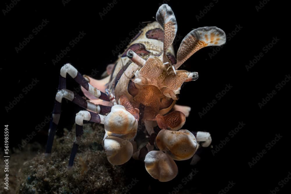 A Harlequin shrimp or Hymenocera picta