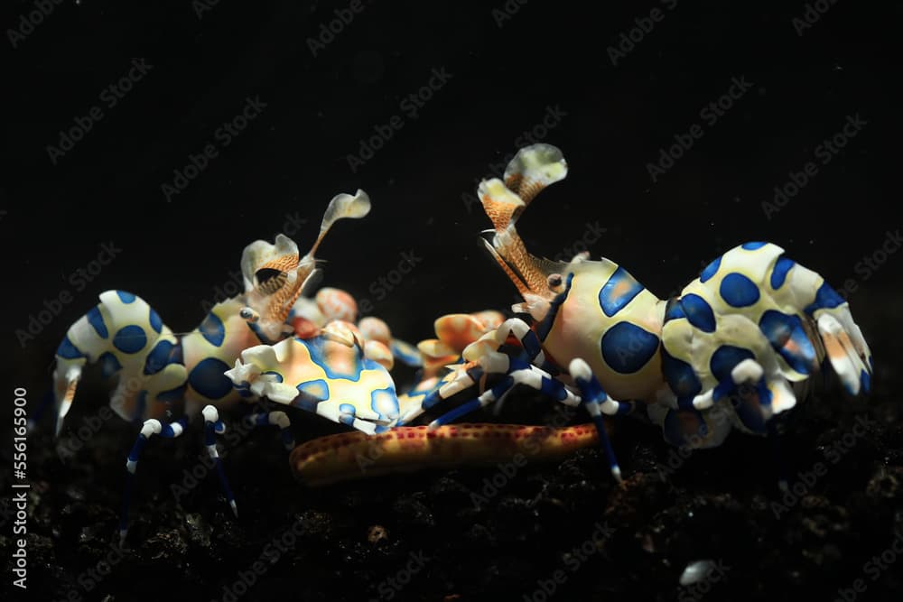 A pair of Harlequin shrimp (Hymenocera picta) in reef aquarium