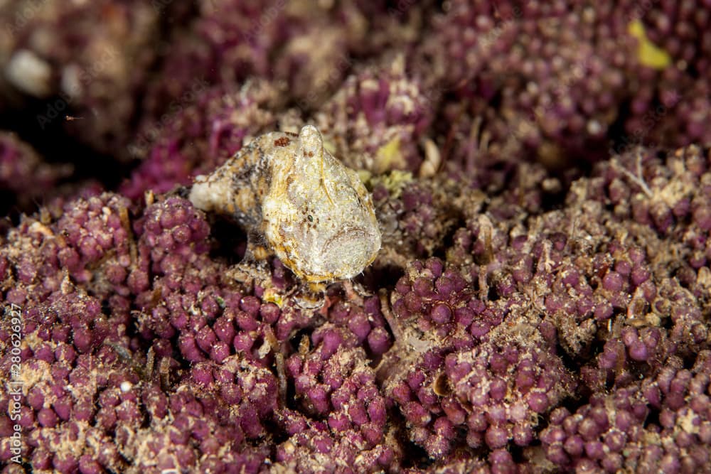 Tuberculated frogfish, Antennatus tuberosus