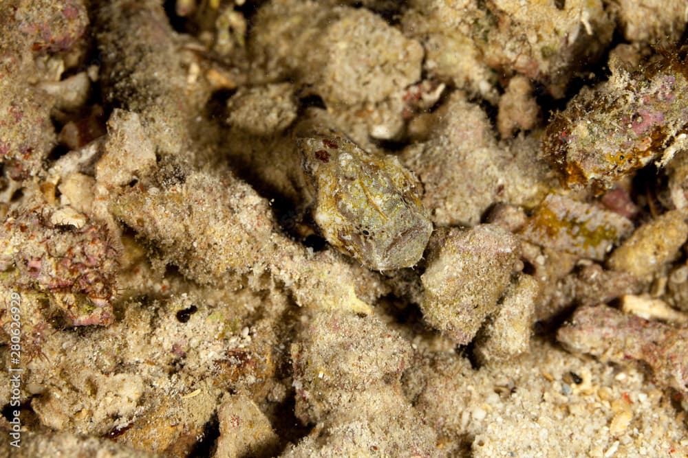 Tuberculated frogfish, Antennatus tuberosus