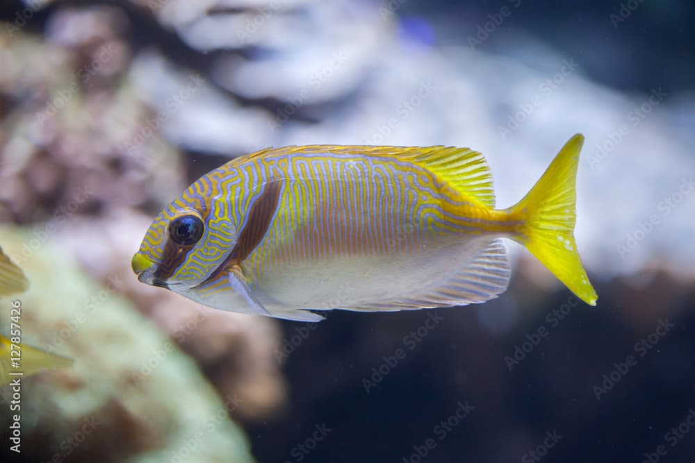 Scribbled rabbitfish (Siganus doliatus)