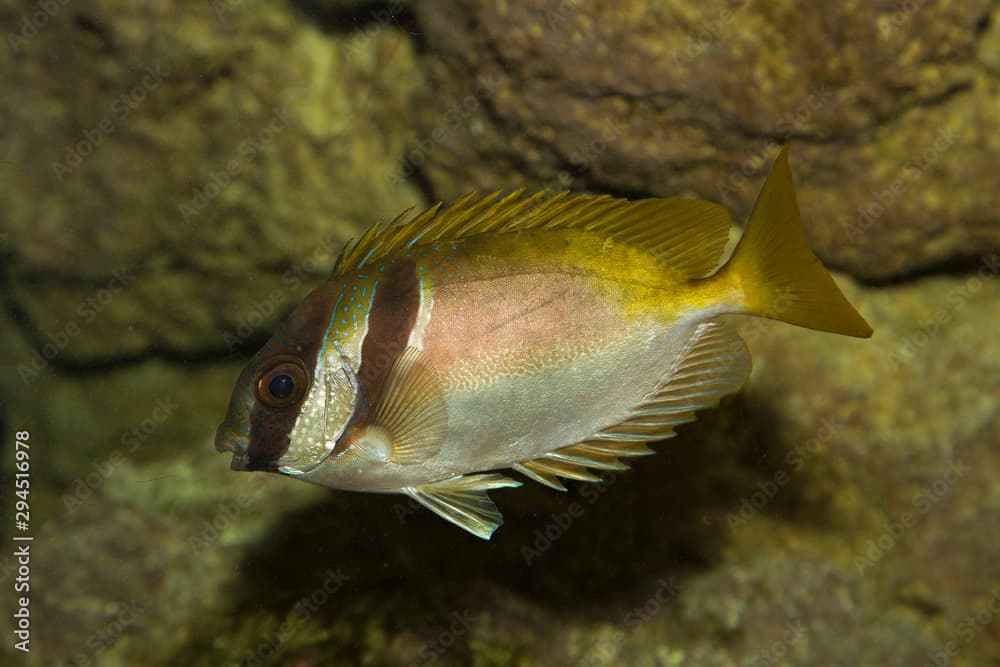 The Barhead spinefoot (Siganus virgatus).