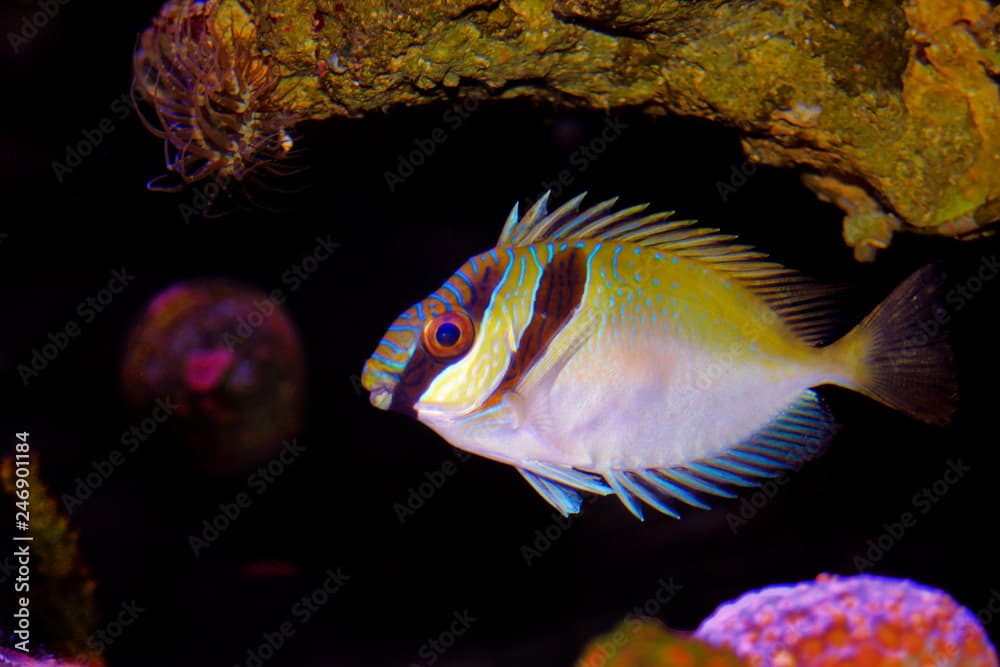 Two Barred Rabbitfish (Siganus virgatus) 