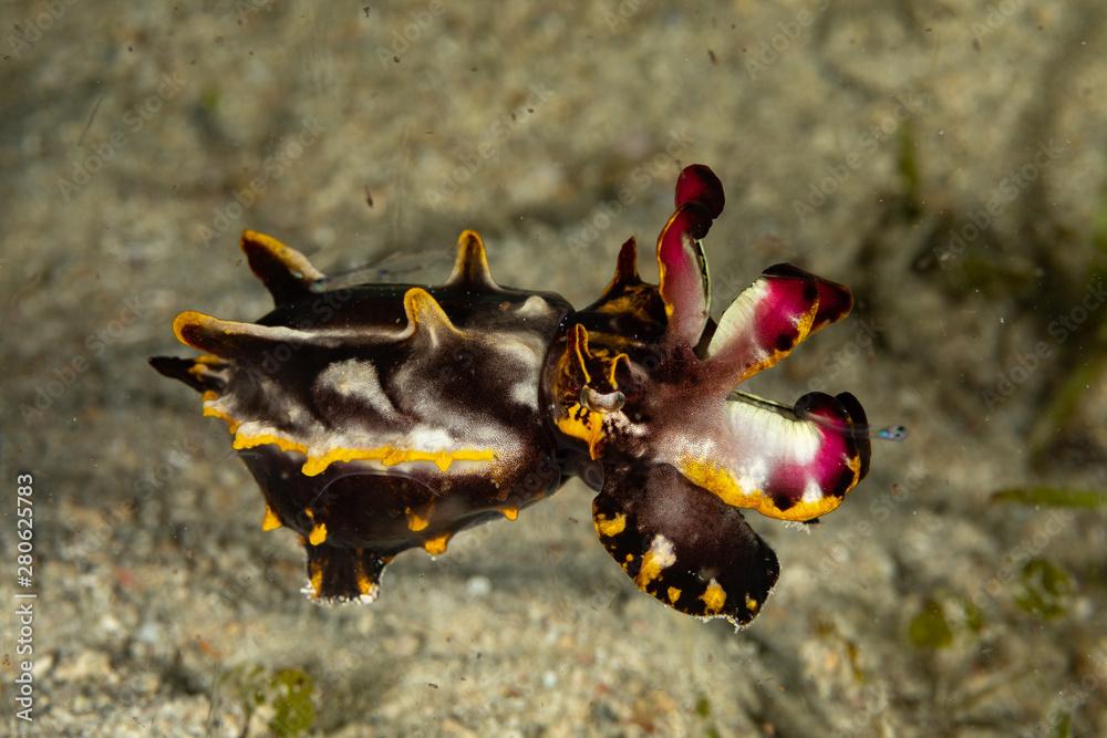 Flamboyant Cuttlefish, Metasepia pfefferi, is a species of cuttlefish occurring in tropical Indo-Pacific waters