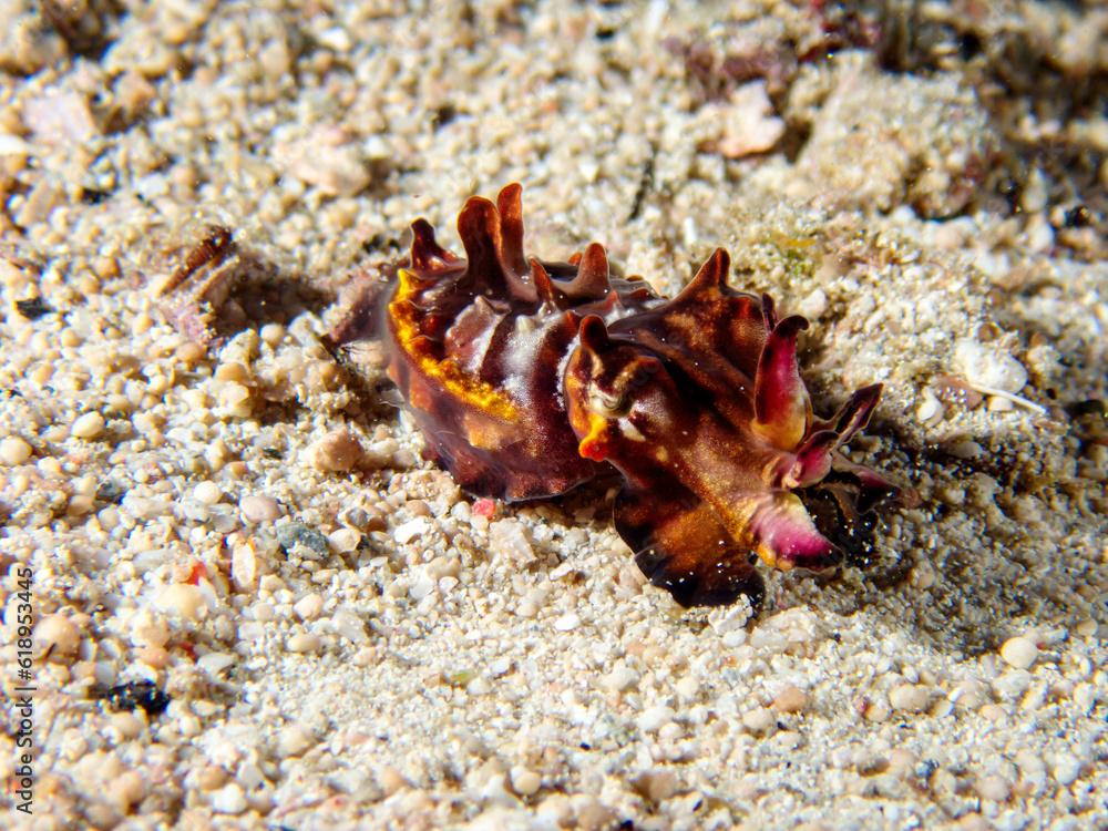 A flamboyant cuttlefish (Metasepia pfefferi) during a night dive in Raja Ampat, Indonesia.  Underwater photography and travel.