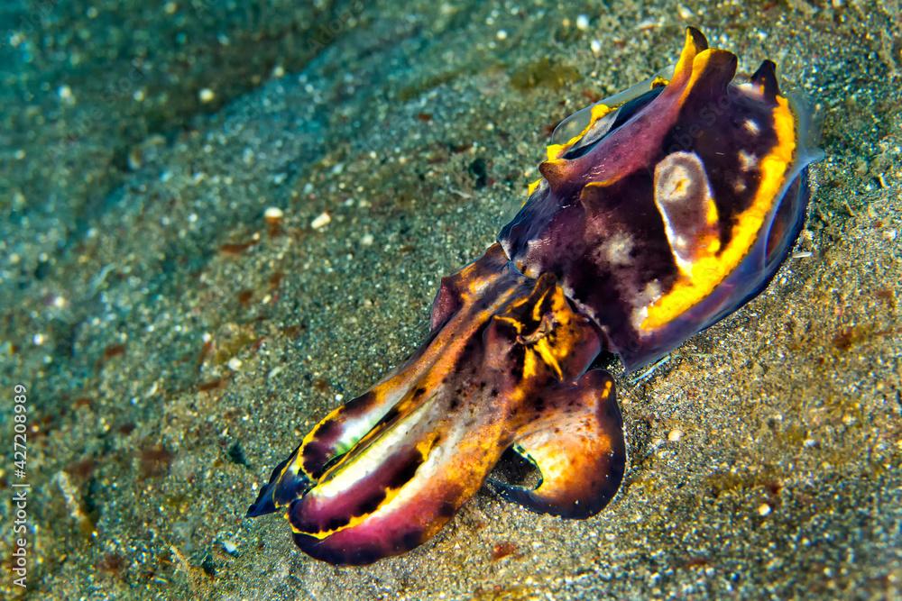 Cuttlefish, Flamboyant Cuttlefish, Metasepia pfefferi, Lembeh, North Sulawesi, Indonesia, Asia