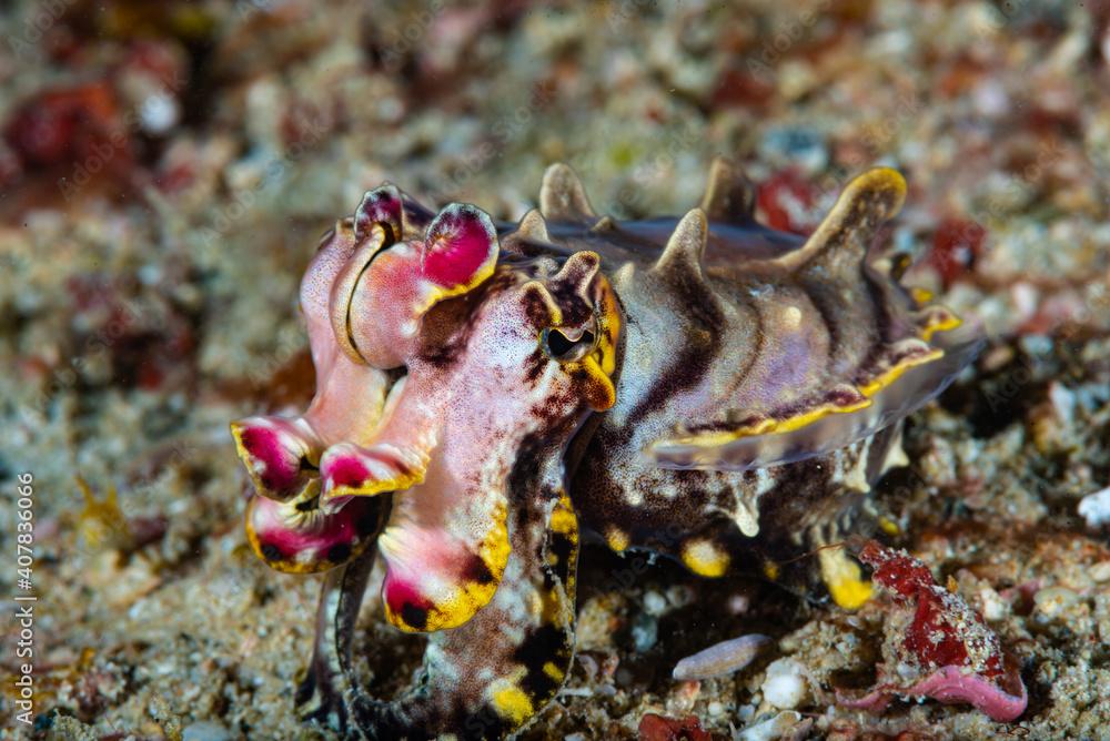 Flamboyant Cuttlefish Metasepia pfefferi