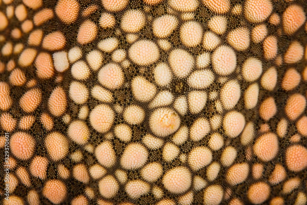 Detail of the top of a Yellow mesh sea star, Nardoa novaecaledoniae, on a coral reef in Indonesia.