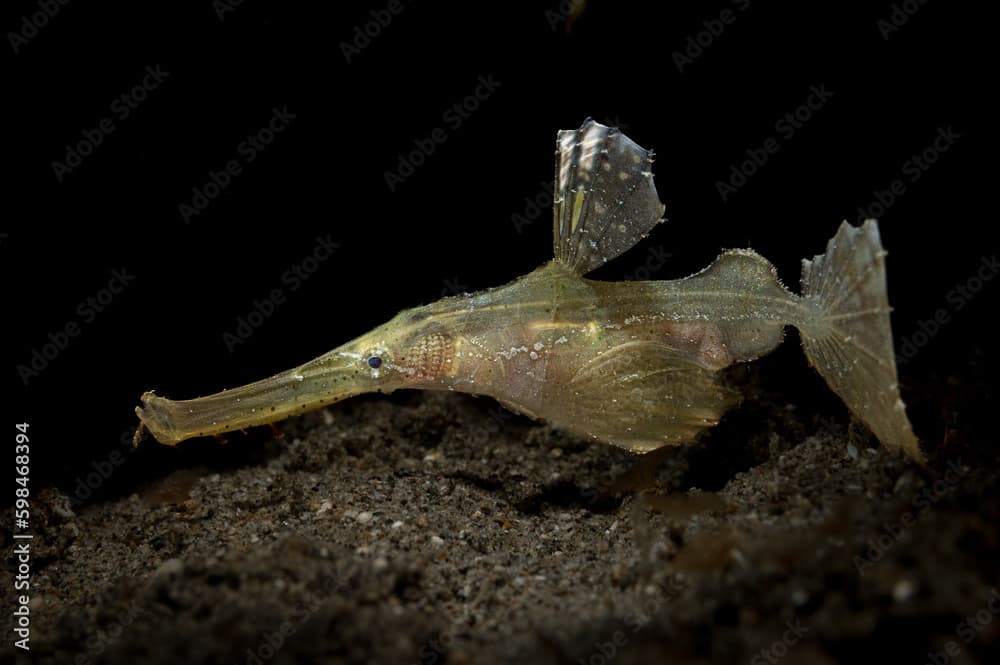 Robust Ghost Pipefish or Solenostomus cyanopterus