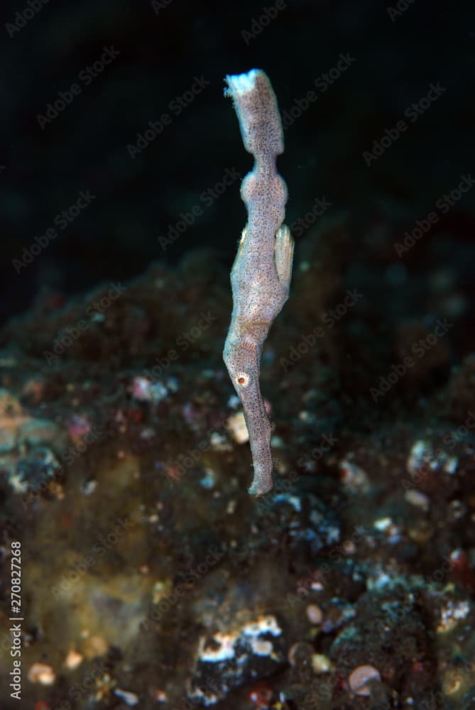 Robust Ghostpipeﬁsh - Solenostomus cyanopterus. Underwater world, diving, macro photography. Tulamben, Bali, Indonesia.