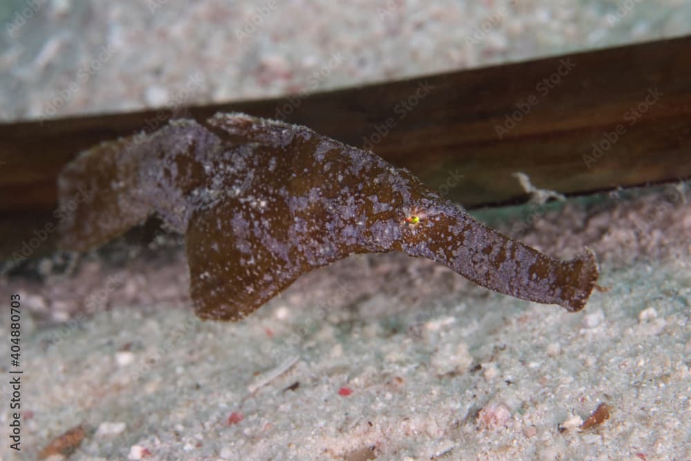 Robust ghostpipefish - Solenostomus cyanopterus