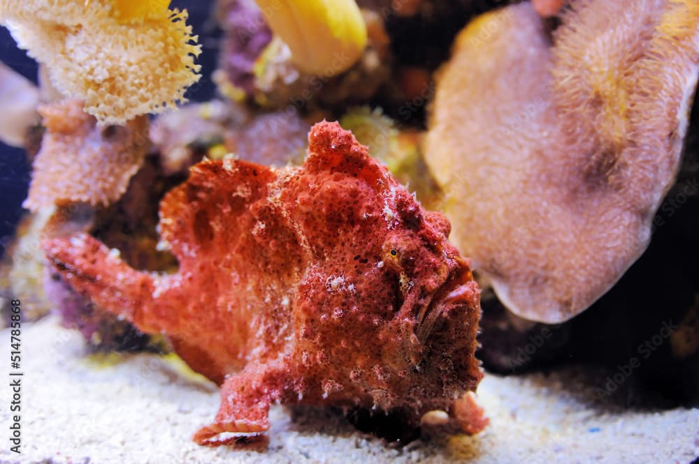 Scarlet frogfish, Antennatus coccineus