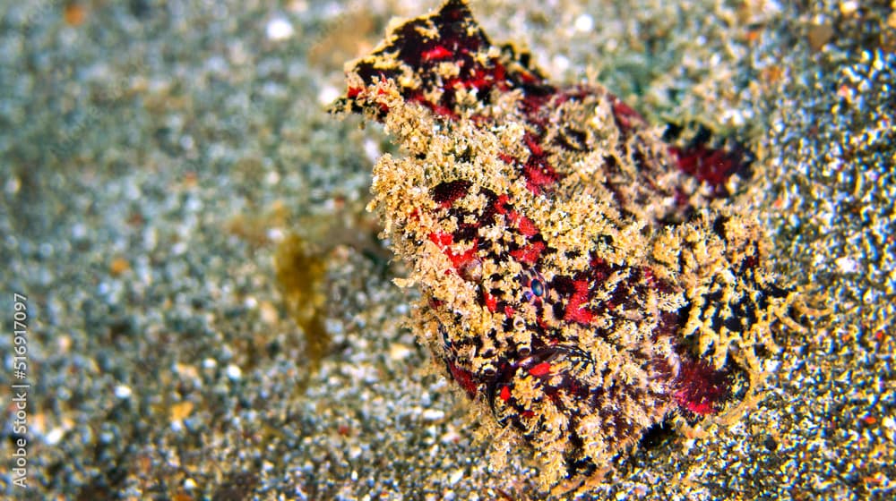 Frogfish, Freckled Anglerfish, Antennarius coccineus, Coral Reef, Lembeh, North Sulawesi, Indonesia, Asia