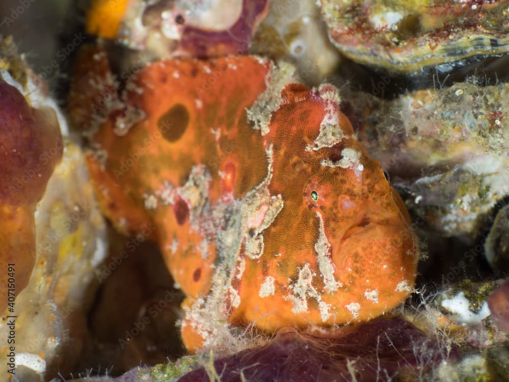 Scarlet frogfish (Mergui archipelago, Myanmar)