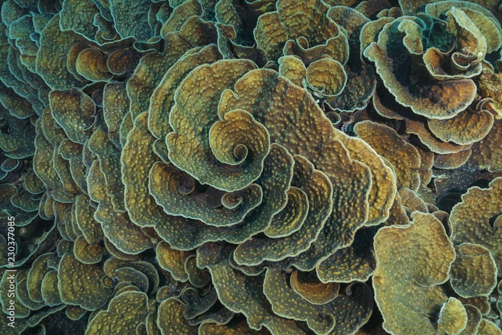 Coral colonies Mycedium, Lettuce Coral. High-angle shot, background