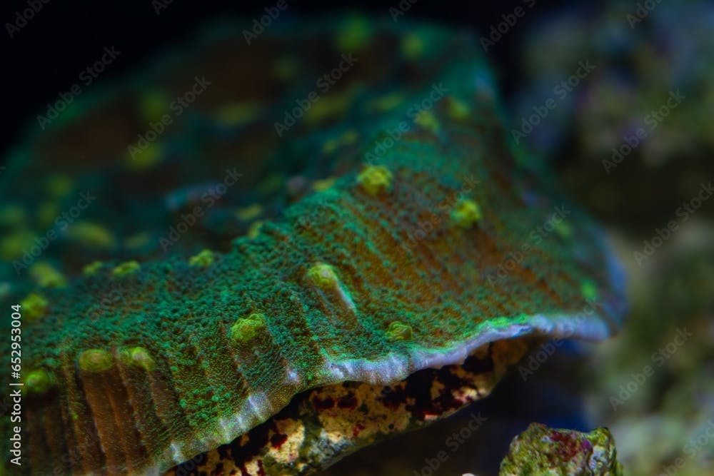 space invader chalice coral polyp detail in strong current, fluorescent animal on live rock, demanding pet for experienced aquarist, LED actinic blue low light, nano reef marine aquarium macro concept