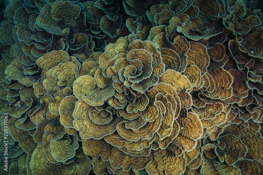 Coral colonies Mycedium, Lettuce Coral. High-angle shot, background