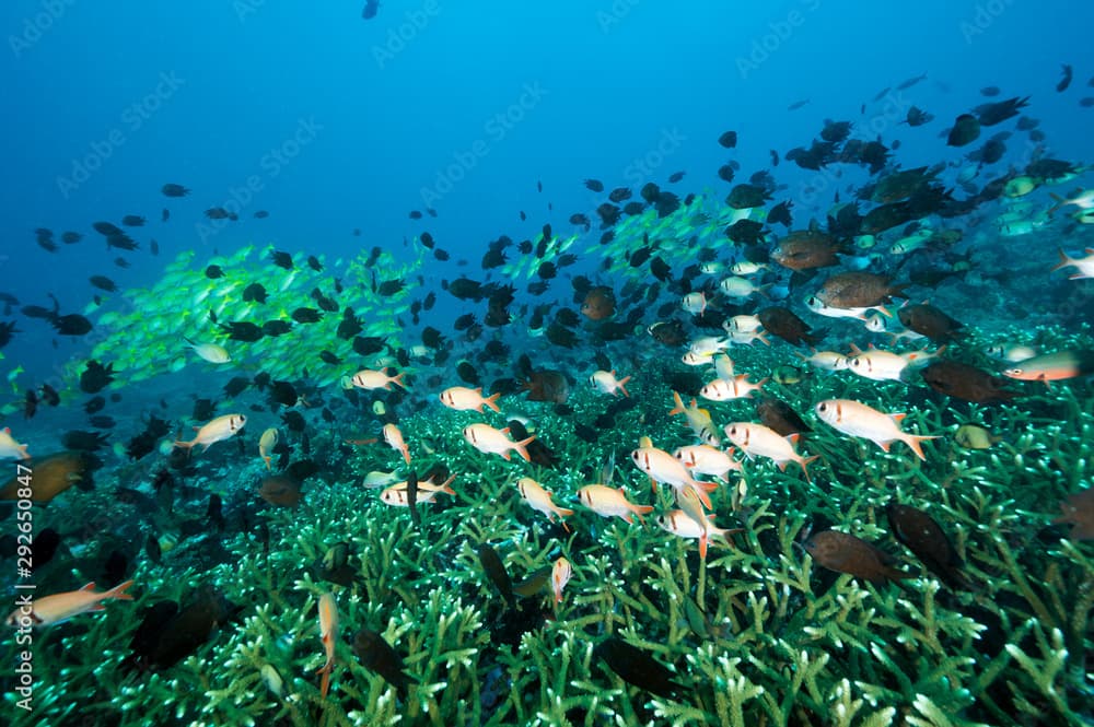 Reef scenic with blue lined snappers, Lutjanus cashmira, and Philippines chromis, Chromis scotochiloptera, Bangka Island Sulawesi Indonesia.