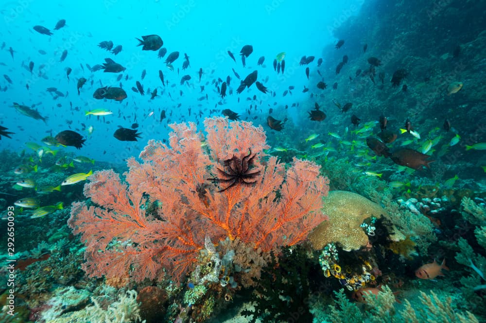 Reef scenic with blue lined snappers, Lutjanus cashmira, and Philippines chromis, Chromis scotochiloptera, Bangka Island Sulawesi Indonesia.