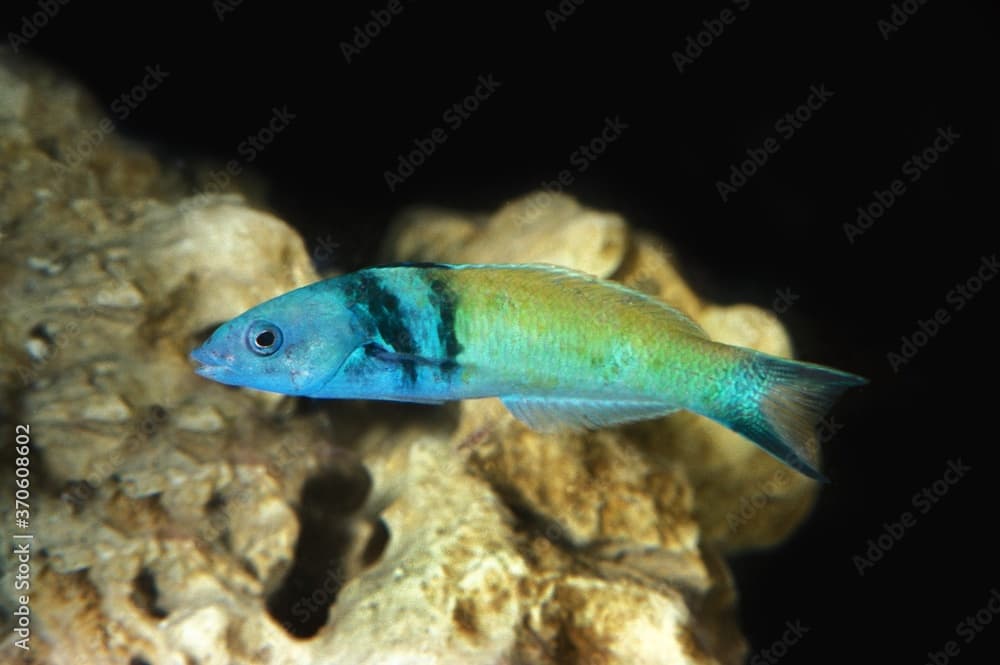 Blue Headed Wrasse ore Bluehead Wrasse, thalassoma bifasciatum