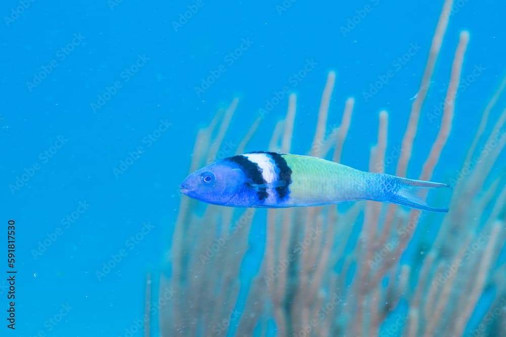 Bluehead wrasse on coral reef