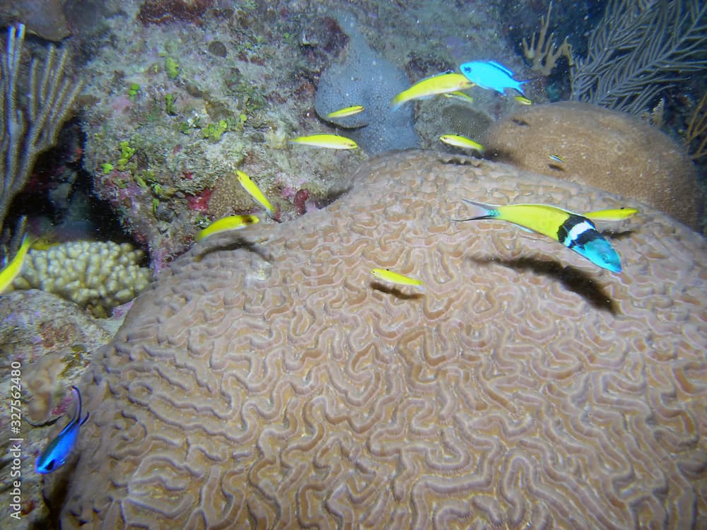 A Bluehead Wrasse (Thalassoma bifasciatum)