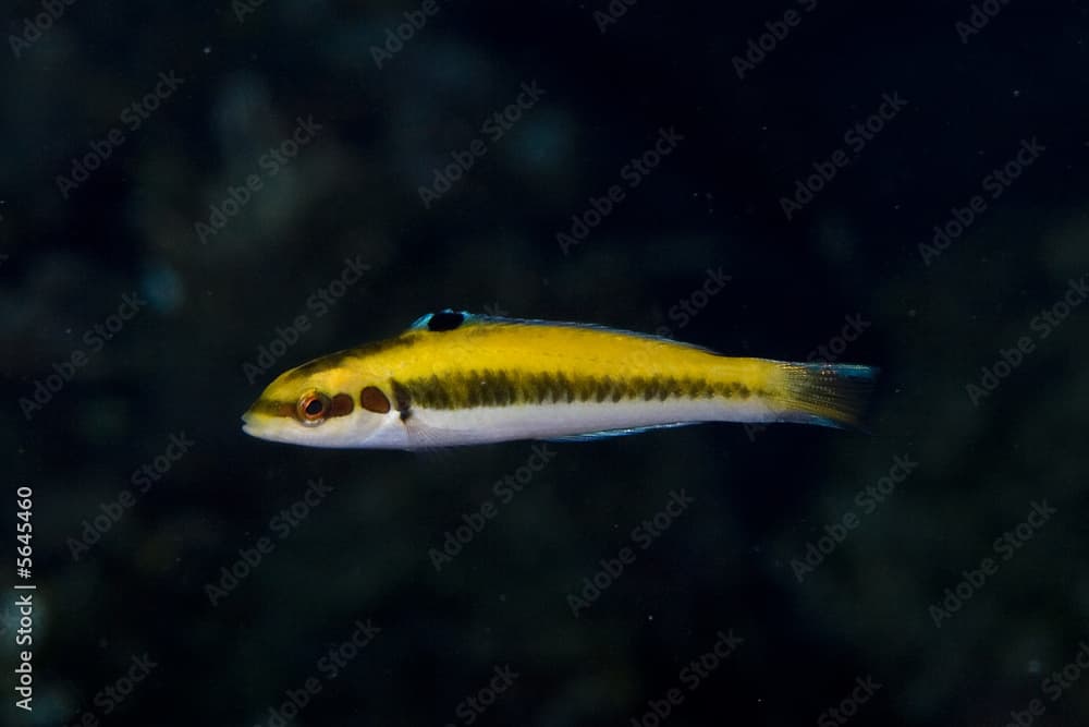 Juvenile Bluehead - (Thalassoma bifasciatum)